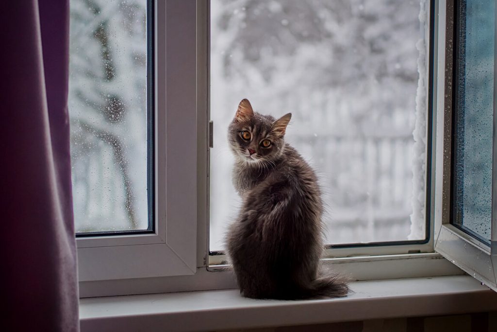 Pomocí této bezplatné německé metody zbavíte svůj domov plísní a vlhkosti za pouhých pět minut.